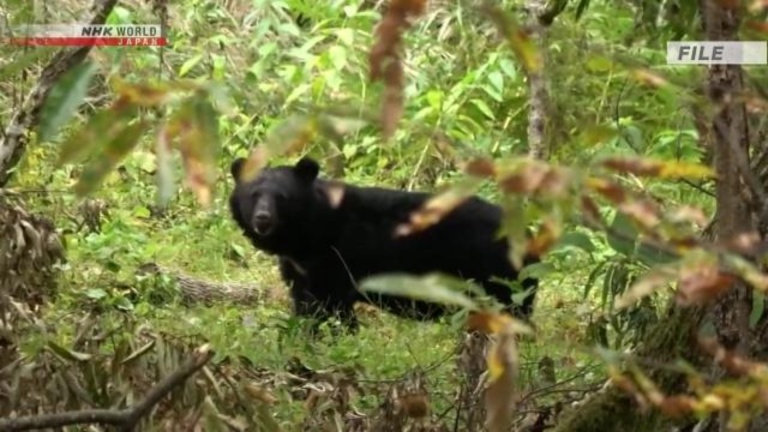 Mulher encontrada em floresta tem morte confirmada; pol&iacute;cia investiga ataque de urso